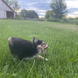 Pomsky Puppies from Rustic Pomskies