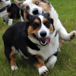 Dory - Cardigan Welsh Corgi