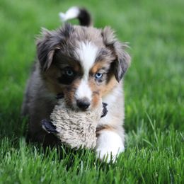 Miniature American Shepherd, Miniature Australian Shepherd, and Toy Australian Shepherd Puppies from Iron Spirit Homestead & Aussies