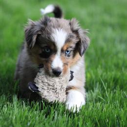 Miniature American Shepherd, Miniature Australian Shepherd, and Toy Australian Shepherd Puppies from Iron Spirit Homestead & Aussies