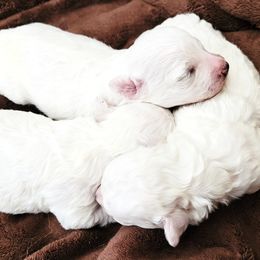 Bichon Frise puppies from Anna's Bichon Frise