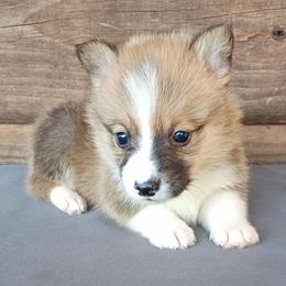 Stetson - Sable male Pembroke Welsh Corgi puppy in Checotah, Oklahoma from Skoal Creek Corgi's