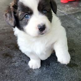 Gunner - Brindle and white male American Corgi puppy in Concrete, Washington from Wigglebutts American Corgis