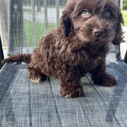 Green collar - Brown male Cockapoo puppy in Berea, Kentucky from Blair’s Furry Friends