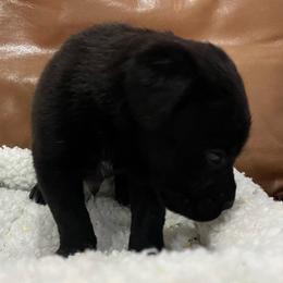 Jet - Black male Cane Corso puppy in San Isidro, Texas from MTZCC Ranch, LLC