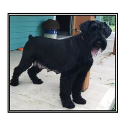 Bella - Giant Schnauzer