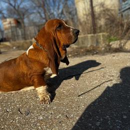 Trip - Mahogany and white male Basset Hound puppy in Conway, Missouri from Ozark Mountain Kennel