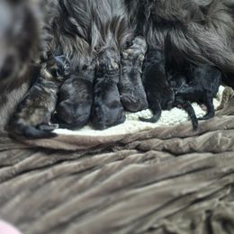 Starlight - Black female Keeshond puppy in Logan, Ohio from Hocking Hills Keeshonds