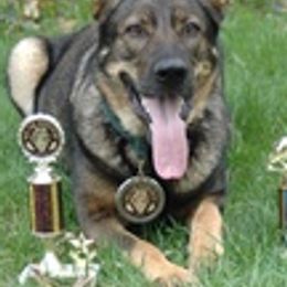 German Shepherds from German Shepherd Sables