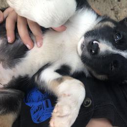 Border Collie All Grown Up from Mccurry Farms