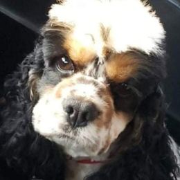 Mac - Cocker Spaniel