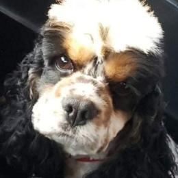 Mac - Cocker Spaniel