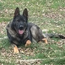 Blu - German Shepherd