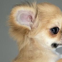 Chihuahua Puppies from Stardom Chihuahuas