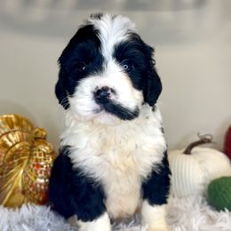 Girl 1 - Black and white female Bernedoodle puppy in Russiaville, Indiana from Pleasant Creek Minibernedoodles