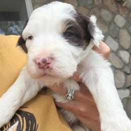 Aussiedoodle and Sarplaninac Puppies from Pesky Redneck Mini Ranch