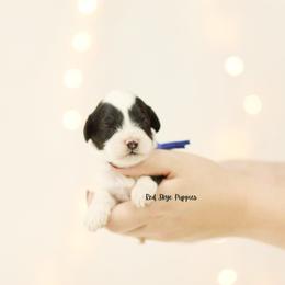 Sterling (Blue Collar) - Black and white male Cavapoo puppy in Republic, Missouri from Red Skye Puppies
