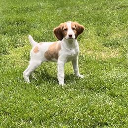 Brittany Puppies from Masterpiece Brittanys