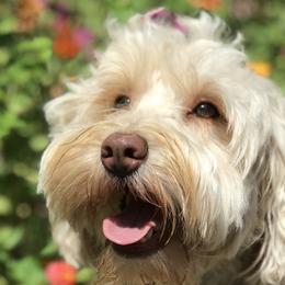 Teddi - Australian Labradoodle