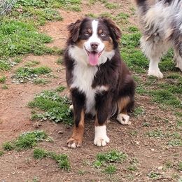 Jethro - Miniature Australian Shepherd