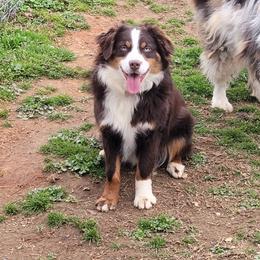 Jethro - Miniature Australian Shepherd