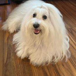 Iyla - Coton de Tulear