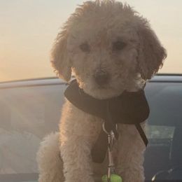 Goldendoodles and Poodles from Oakridge Kennels