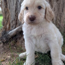 Star - Cream female Labradoodle puppy in Snowflake, Arizona from Az Mountain Doodles