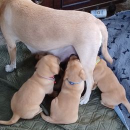 Labrador Retriever Puppies from Rocky Point Labradors