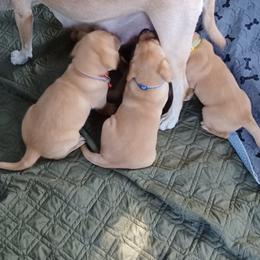 Labrador Retriever Puppies from Rocky Point Labradors