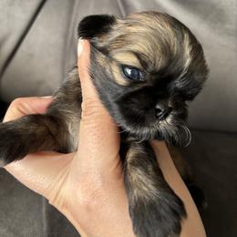 Porsche - Tricolor female Shih Tzu puppy in Lakeland, Florida from Sunshine Shih Tzus