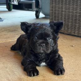 Jessie - Black female French Bulldog puppy in Brush Prairie, Washington from Hallowells Red Barn French Bulldog's