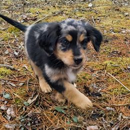 Australian Mountain Doodle, Bernedoodle, Companion Cross, and Shihpoo Puppies from Perfect Companion Puppies