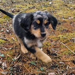 Australian Mountain Doodle, Bernedoodle, Companion Cross, and Shihpoo Puppies from Perfect Companion Puppies