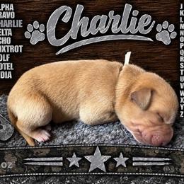 Charlie - Yellow female Labrador Retriever puppy in Hartly, Delaware from Triple Threat Labradors