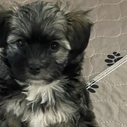 White Paws - Black and silver brindle Havanese puppy in Tacoma, Washington from T&T Havanese