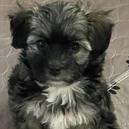 White Paws - Black and silver brindle Havanese puppy in Tacoma, Washington from T&T Havanese