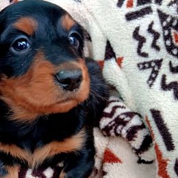 Boy 2 - Black and tan Dachshund puppy in Cleveland, Alabama from Doxieland Delight