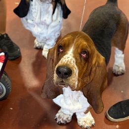 Basset Hound Puppies from Oak Tree Basset Hounds