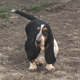 Franny - Basset Hound