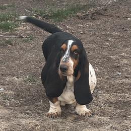 Franny - Basset Hound