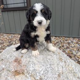 Ace - Tri-color male Bernedoodle puppy in Beach City, Ohio from Blue Cloud Doodles