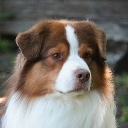 Reagan - Australian Shepherd
