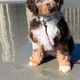 Aussiedoodle Puppies from Gore Doodle Ranch