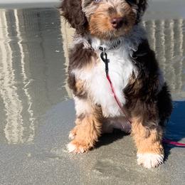 Aussiedoodle Puppies from Gore Doodle Ranch