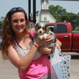 Miniature Australian Shepherd and Toy Australian Shepherd Puppies from Sapphire Stables