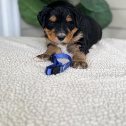 Blue - Phantom male Bernedoodle puppy in Charleston, South Carolina from Palm Belle Doodles