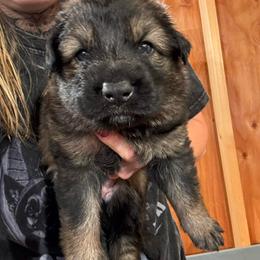 Girl 7 - female German Shepherd puppy in Laurens, New York from Vom Chivalry Haus German Shepherds