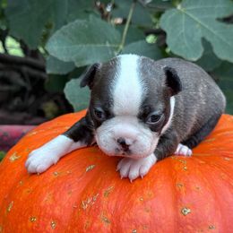 Wednesday - Seal brindle and white female Boston Terrier puppy in Lexington, South Carolina from Velveteen Bostons