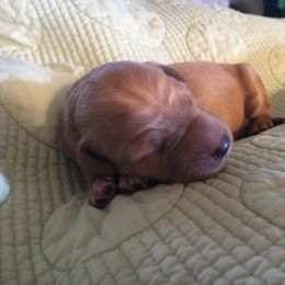 Goldendoodle and Labradoodle Puppies from Davis Doodles